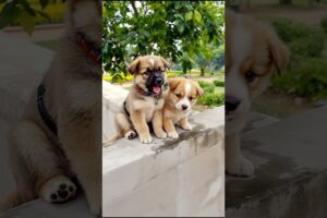 Cute Puppies Funny Video #puppy #dog #funny #viral #shorts