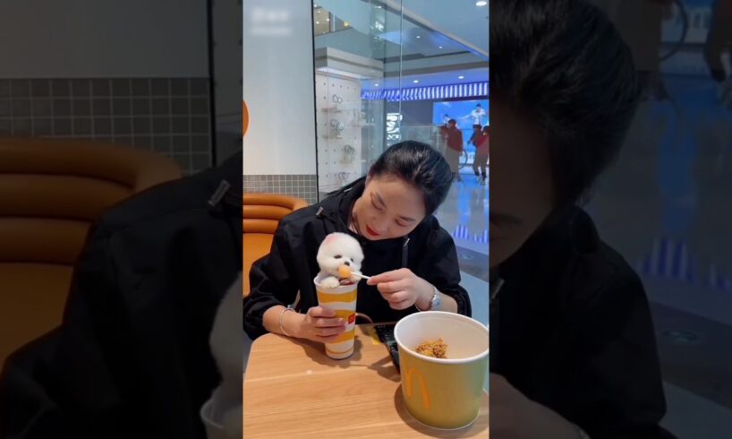 "Cute Puppies & Lollipops 🐶💕 | Raju Bhaiya's Puppy Surprise 🐾🎉"#trending#shortvideo#puppy#viralpuppy