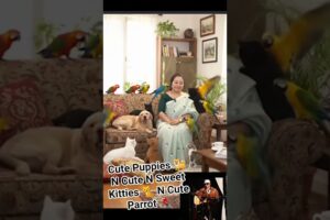 Cute Puppies 🐕 N Cute N Sweet Kitties 🐈 N Cute Parrot 🦜#cuteanimal #cutecat #cutepuppies #cutepuppy