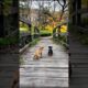Cute Puppies On The Bridge Adorable Moment Video #puppy #funny #dog #shorts