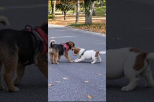 Cute Puppies Playing Funny Video #puppy #cute #dog #funny #viral #shorts