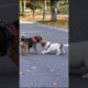 Cute Puppies Playing Funny Video #puppy #cute #dog #funny #viral #shorts