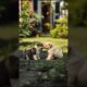 Cute Puppies Playing Funny Video #puppy #dog #funny #viral #shorts