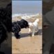 Cute Puppies Playing In The Beach #puppy #dog #cute #funny #viral #shorts