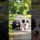 Cute Puppies Playing Video #puppy #dog #funny #viral #shorts