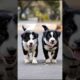 Cute Puppies Walking Funny Video #puppy #dog #funny #viral #shorts