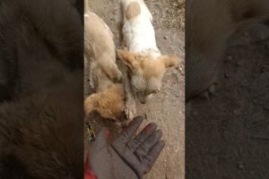 Cute Puppies playing with me 🐕❤️🐕 #cute #pets #cutepet #puppy #cuteanimal #cutepup #puppyvideos