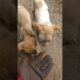 Cute Puppies playing with me 🐕❤️🐕 #cute #pets #cutepet #puppy #cuteanimal #cutepup #puppyvideos