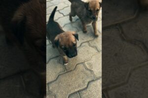 Cute Puppies 🥰    #shorts #puppy #puppies #puppylove #dailyvlog #dog
