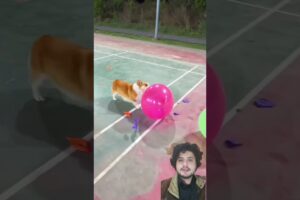 Cute Puppies super funny Corgi #shorts#2026 #pets