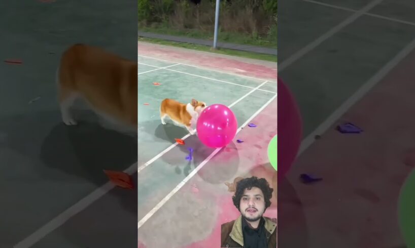 Cute Puppies super funny Corgi #shorts#2026 #pets