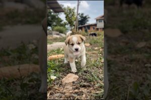 Cute Puppy Funny Video #puppy #cute #dog #funny #viral #shorts
