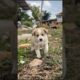 Cute Puppy Funny Video #puppy #cute #dog #funny #viral #shorts