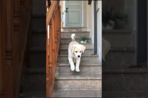 Cute Puppy Walking On The Stairs #puppy #cute #dog #funny #viral #shorts