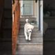 Cute Puppy Walking On The Stairs #puppy #cute #dog #funny #viral #shorts