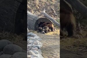 Cute Wolverine Kits Playing #wolverine #cute #animals