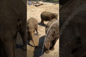 Cute elephant playing with water 😄🐘