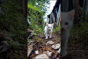 Cute kitty playing video #kitten #cat #cute #kitty #funny #animals #viral #shorts