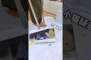 Cute little kitten playing 😻💕#cute #kitten #cat #meow