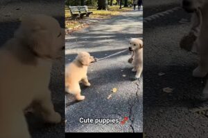 Cute 🥰 little puppies 🐾playing with Park🐕 #cute #puppy #dog #animal #pets #shortvideo