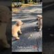 Cute 🥰 little puppies 🐾playing with Park🐕 #cute #puppy #dog #animal #pets #shortvideo