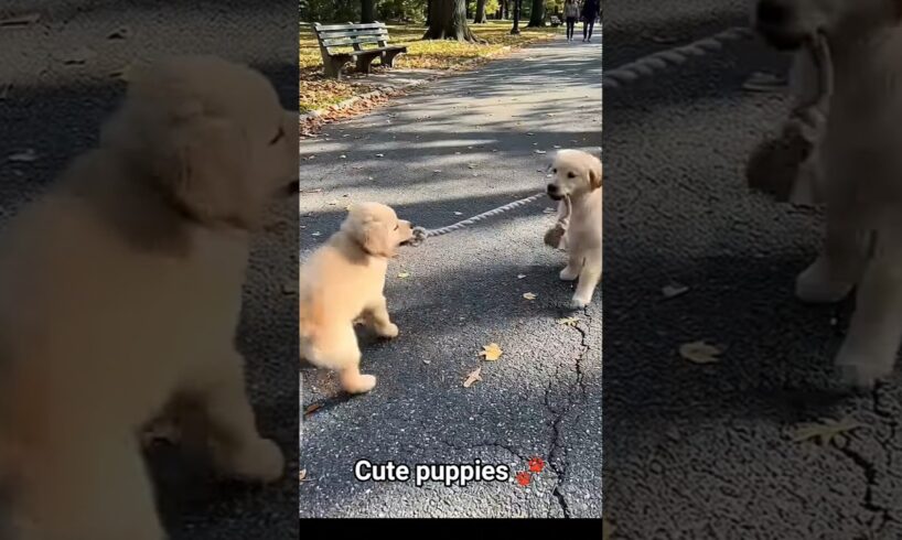 Cute 🥰 little puppies 🐾playing with Park🐕 #cute #puppy #dog #animal #pets #shortvideo