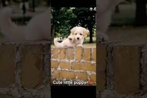 Cute 😍little puppy 🐶enjoying in the park#cute#puppy#playing#muxti#animallife