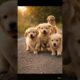 Cute puppies are playing 🤩😊 #trending #viralvideo #puppies #shortsfeed #cuteanimals #playing