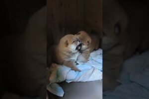 Cute puppies❤️ #nostalgix #pets #puppy #cutedog #shortvideo