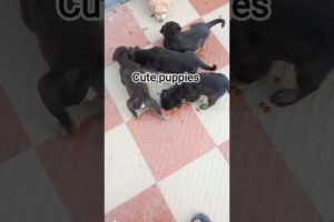 Cute puppies #shorts #viral #krishnagarden #love #pets #trending #youtubeshorts