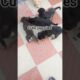 Cute puppies #shorts #viral #krishnagarden #love #pets #trending #youtubeshorts