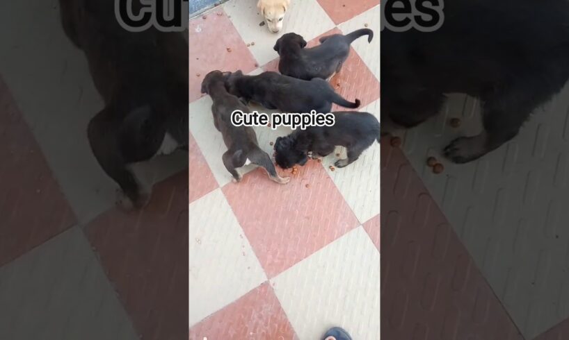 Cute puppies #shorts #viral #krishnagarden #love #pets #trending #youtubeshorts