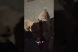 Cute puppies 🐶 | ❤️ | #ytshorts #trending #views #reels #dog #youtubeshorts #breezymewithdeep #love