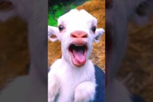 Cutest Animal And Goat Sound #animals #shortsfeed #goatkids #goat
