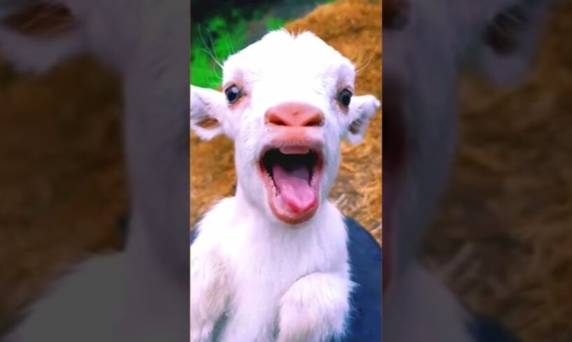 Cutest Animal And Goat Sound #animals #shortsfeed #goatkids #goat