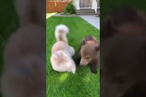Cutest Moment Ever! Persian Cat & Baby Bear Playing Together 🐱🐻
