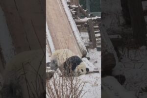 Cutest Panda Playing in Snow 🐼❄️  #animals #funnyanimals #petshorts #panda