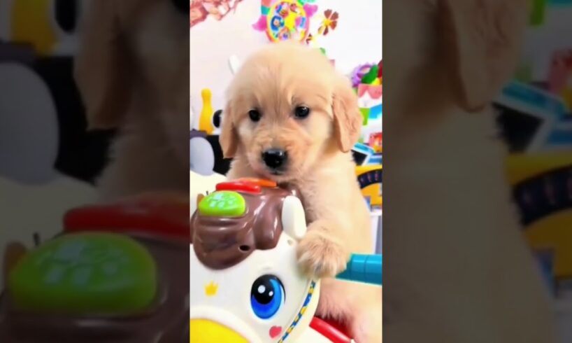 Cutest Puppies Ever 🐶💙 | Adorable Puppy Compilation