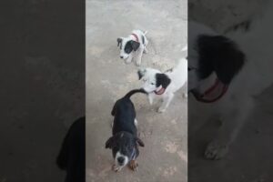 🐶💖 Cutest Puppies Ever | Overload of Cuteness! 🐾✨#shorts#ytshorts#trending#viral