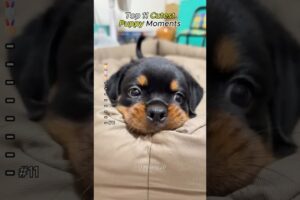 Cutest Puppies Ever #adorablepuppies