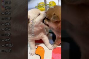 Cutest Puppies Ever #puppy