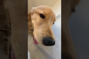 Cutest Puppies, In Order