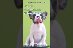 Cutest Puppies Ranked 🐶