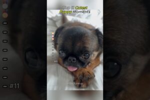 Cutest Puppies #doglove