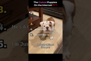Cutest Puppies of the Internet #puppies #cutestpuppies #puppiesofyoutube  #puppiesofinstagram