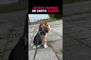 Cutest Puppies on PLANET EARTH Ranked🥺🥺😍