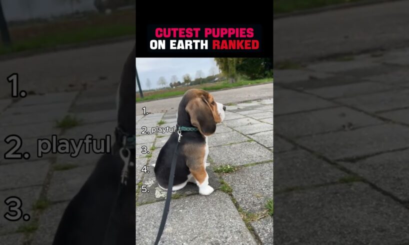 Cutest Puppies on PLANET EARTH Ranked🥺🥺😍