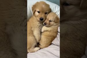 Cutest Puppy Funny Compilation Ever Adorable Puppy Moments To Melt Your Heart, #puppy #cute #dog