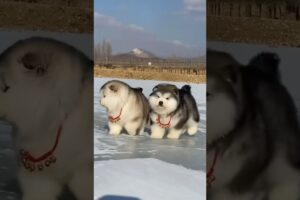 Cutest puppies #Shorts #Dog #ShortsFeed