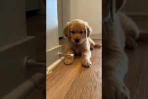 🥰Cutest 🐶puppies 💗💕 #cutestpuppies #cutepuppy #dogsvideo #sweetpuppy #dogchallenge #puppy